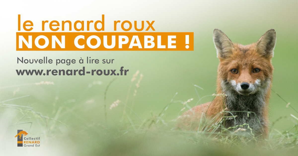 Le renard : un opportuniste indépendant