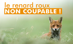 titre : le renard roux, non coupable !