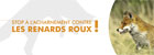 image illustration plaquette sur le renard roux